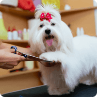 Pet Shop